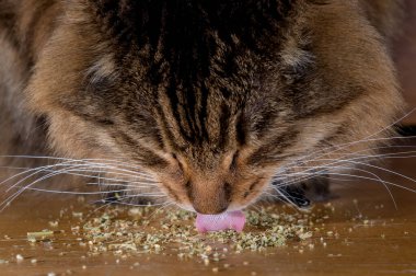 Kedi nanesi yiyen bir kedinin yakın çekimi. Kafası aşağıda ve pembe dili kedi nanesini yalıyor. Burnuna ve diline odaklan..