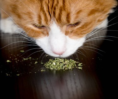 Bir kedinin kedi nanesi koklamasına yakın çekim. Kedi nanesinin tepesine odaklan. Aşağıda metne yer var..