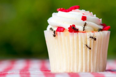 Closeup view of ants on a cupcake. There are several ants. Cupcake is on a checkered tablecloth.  clipart