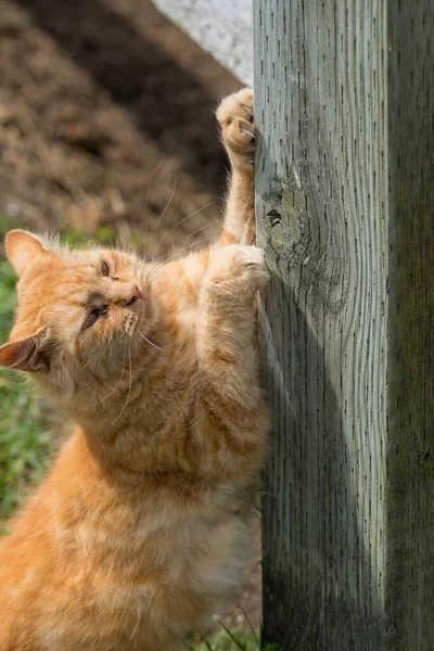 Orange Katt Repar Vertikal Trästaket Stolpe Klor Synliga Tass — Stockfoto