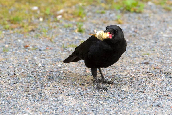 Cuervo Comiendo Núcleo Manzana Cuervo Está Pie —  Fotos de Stock