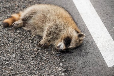 A dead raccoon lying by the side of the road. There is dried blood under his face. clipart