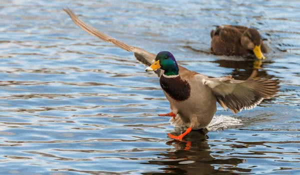 Stockenten Landen Auf Einem Teich Die Ente Setzt Gerade Auf — Stockfoto