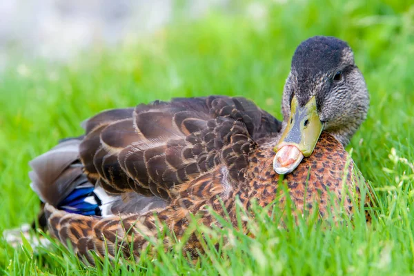 Duck with part of her upper bill broken. About one third of his beak is missing on the front of the top. Duck is standing in grass. Room for text.