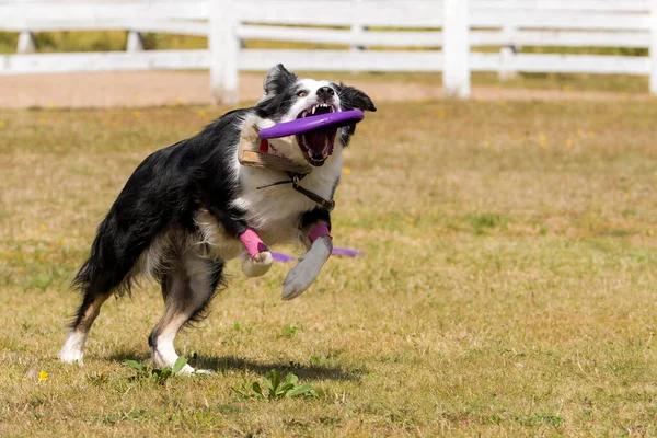 Anjing Hitam Dan Putih Menangkap Piringan Terbang Generik Anjing Adalah — Stok Foto
