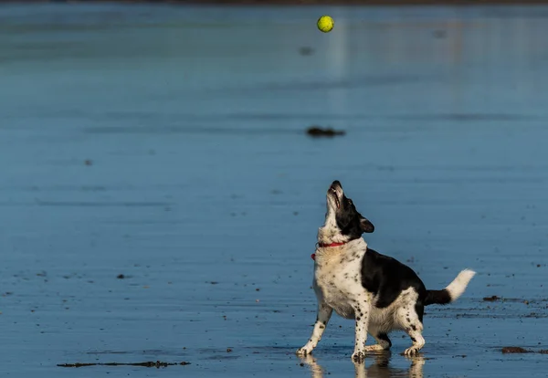 Anjing Hitam Dan Putih Mengambil Bola Tenis Pantai Basah Anjing — Stok Foto