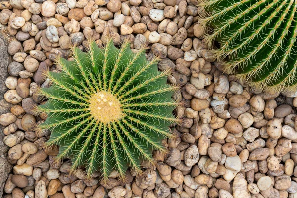 Cactus Plant Garden — Stock Photo, Image