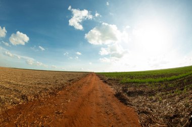 Mavi gökyüzü olan güzel bir günde şeker kamışı tarlası. Şeker kamışı, Poaceae ailesinin bir otudur. Tatlıdır ve sağlık için iyidir.