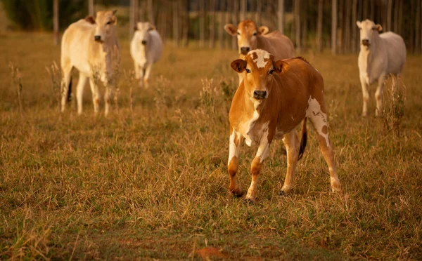 Herd Pasture Beautiful Evenin — Stock Photo, Image