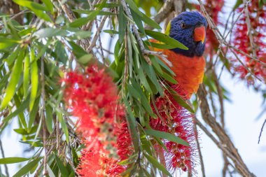 Şişe çalılığında gökkuşağı Lorikeet, Woy Woy, NSW, Avustralya.