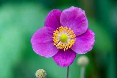 Çiçek açan Mor Hellios Çiçeği