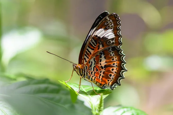 Red Lacewing Butterfly with wings that are scarlet with broad black margins and a diagonal white patch. Underneath, the wings are orange, with a white patch under each forewing tip, and arcs of white outlined black spots under each