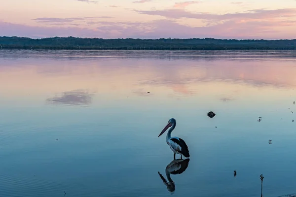 Pelikan Und Spiegelungen Wasserlandschaft Des Tilligerry Creek Bei Mallabulla Port — Stockfoto