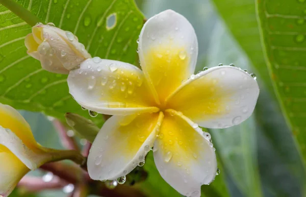 Yağmurlu Gün Tropikal Beyaz Sarı Frangipani Çiçeği Bahçede — Stok fotoğraf