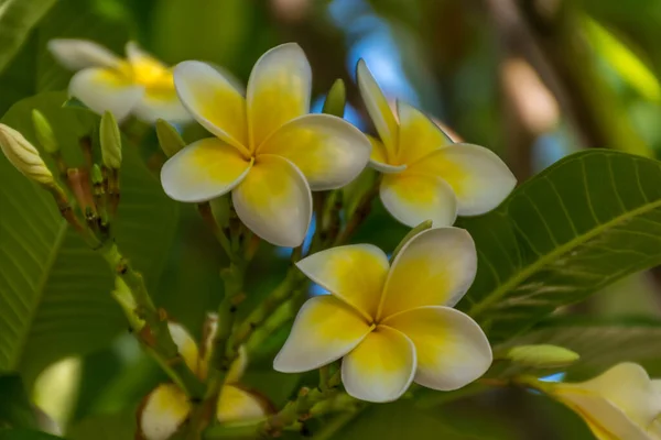 庭の黄色と白のフランジパニの花 — ストック写真