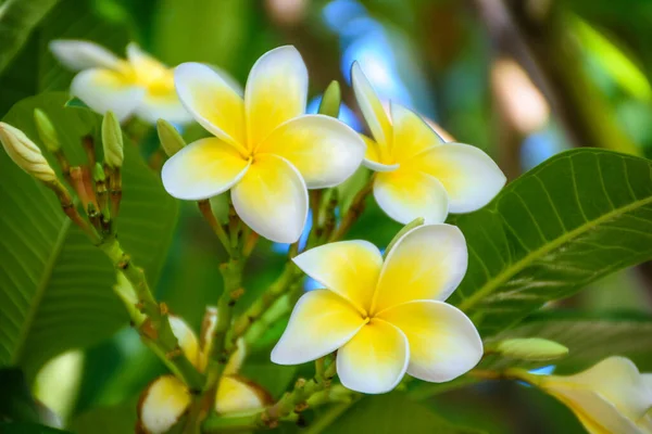 庭の黄色と白のフランジパニの花 — ストック写真
