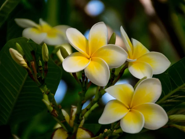 Žluté Bílé Frangipani Květiny Zahradě — Stock fotografie