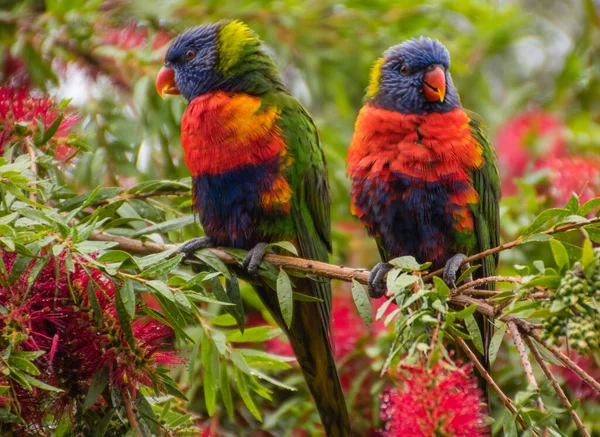 Rainbow Lorikeets Bottlebrush Tree Woy Woy Nsw Australie — Photo