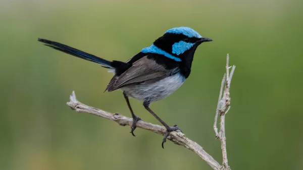 Male Superb Fairy Wren Bush Umina Beach Nsw Australia — Stock Photo, Image