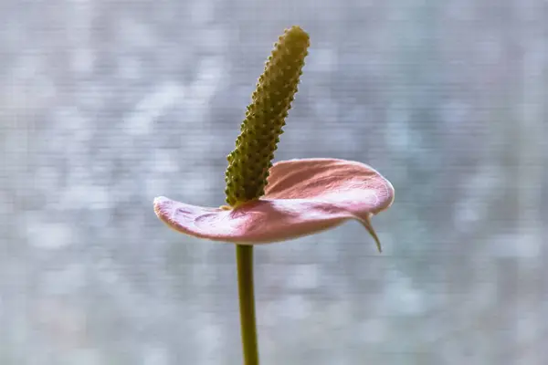 Бледно Розовый Мирный Цветок Мягком Фоне — стоковое фото