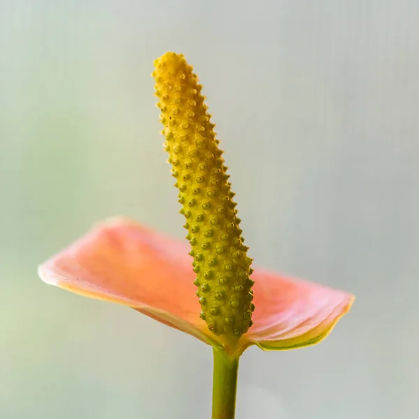 Pálido Rosa Paz Lírio Flor Com Fundo Macio — Fotografia de Stock