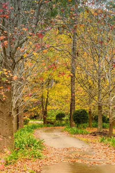 Листья Деревьях Опавших Листьях Красивая Зелень Оранжевый Желтый Красный Время — стоковое фото