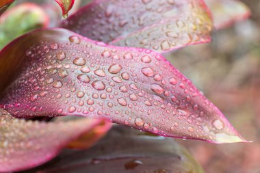 Koyu kırmızı bitki yaprakları ve su damlaları bahçeye düşer.