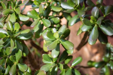 Crassula ovata, yaygın olarak yeşim taşı bitkisi, şanslı bitki, para bitkisi veya para ağacı olarak bilinir.