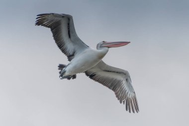Avustralya, NSW 'nin merkez kıyısındaki Woy Woy' da Pelikan uçuyor..