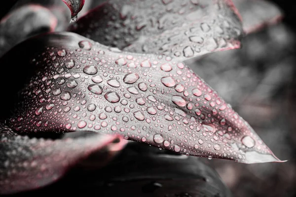Темно Красный Кордилин Листья Растений Капли Воды Саду — стоковое фото