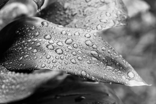 Cordyline Plantenbladeren Waterdruppels Tuin Zwart Wit — Stockfoto
