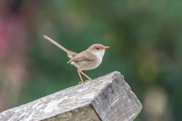 Vrouwelijke Jeugdige Schitterende Fairy Wren — Stockfoto