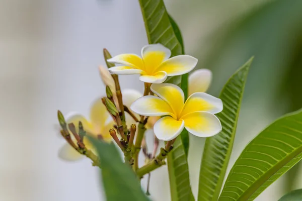 Frangipani Květiny Zahradě Woy Woy Centrálním Pobřeží Nsw Austrálie — Stock fotografie