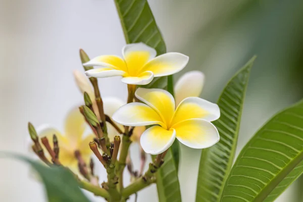 Frangipani Květiny Zahradě Woy Woy Centrálním Pobřeží Nsw Austrálie — Stock fotografie