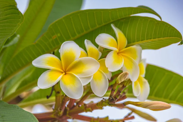 フランジパニの花彼の庭でWoy Woy中央海岸 ニューサウスウェールズ州 オーストラリア — ストック写真