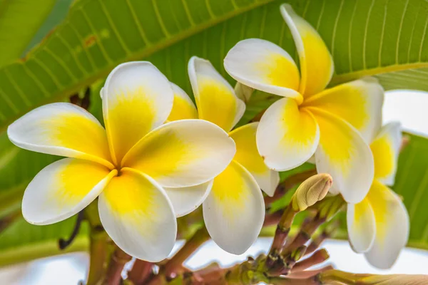 Frangipani Florece Jardín Woy Woy Costa Central Nsw Australia — Foto de Stock