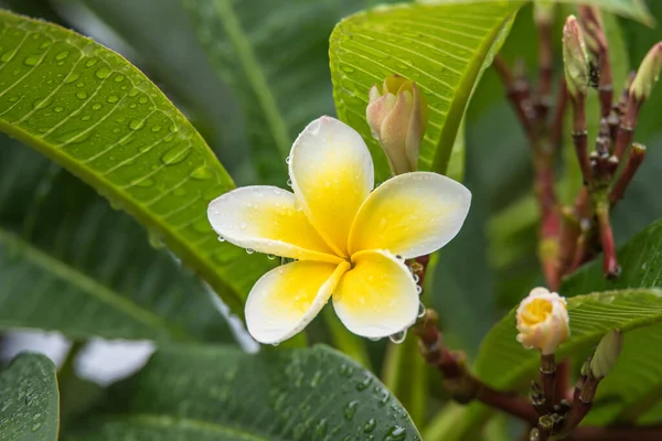 Frangipani Blumen Mit Regentropfen Woy Woy Der Central Coast Nsw — Stockfoto