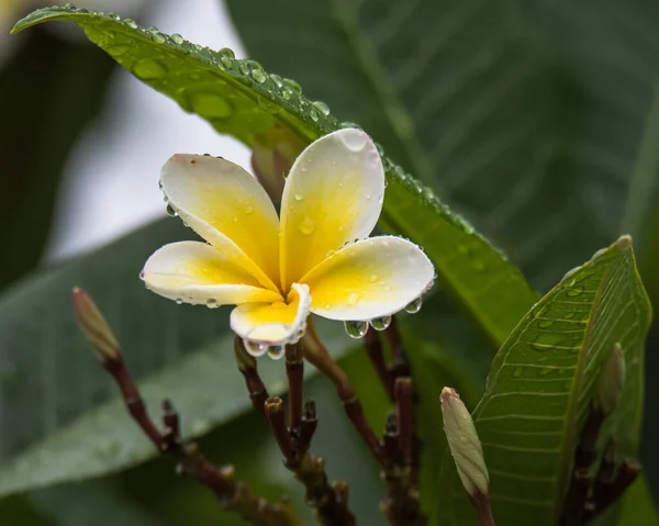 Frangipani Fiori Con Gocce Pioggia Woy Woy Sulla Costa Centrale — Foto Stock