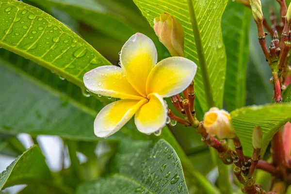 Orta Sahilde Nsw Avustralya Woy Woy Yağmur Damlaları Olan Frangipani — Stok fotoğraf