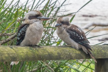 Jervis Bay, ACT, Avustralya 'daki Booderee Ulusal Parkı' nda Green Patch 'te Kokaburras' a gülüyor..