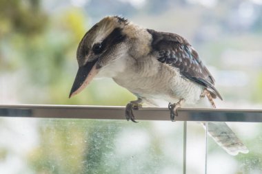 Avustralyalı Güleç Kokaburra ziyaretime gelmeyi sever. Özellikle de etrafta yiyecek bir şeyler varken..