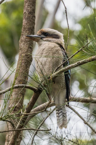Смеющиеся Kookaburra Green Patch Национальном Парке Booderee Джервис Бей Act — стоковое фото