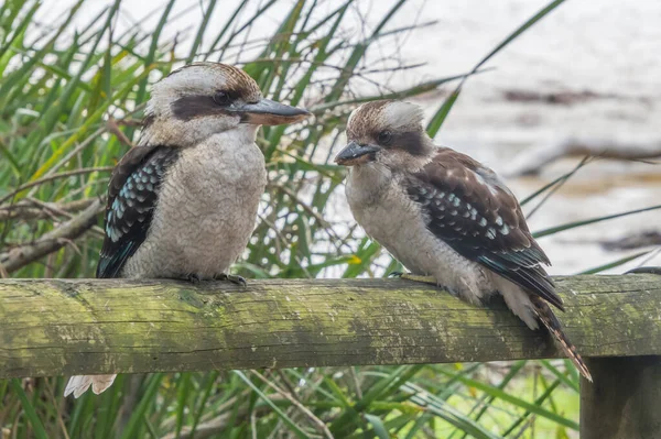 Jervis Bay, ACT, Avustralya 'daki Booderee Ulusal Parkı' nda Green Patch 'te Kokaburras' a gülüyor..