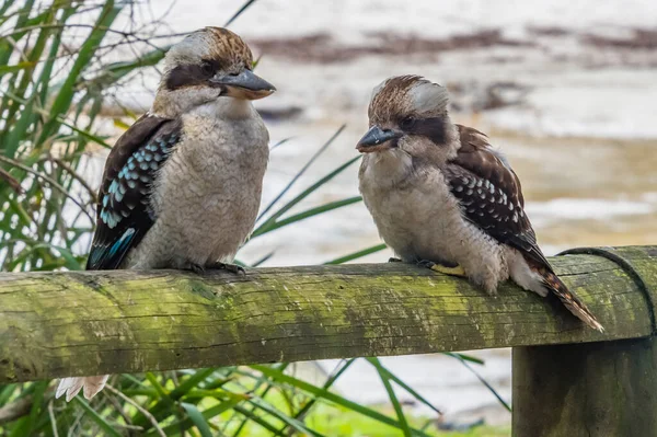 オーストラリア アクト州ジャービス湾のブーデリー国立公園の緑のパッチでKookaburrasを笑って — ストック写真