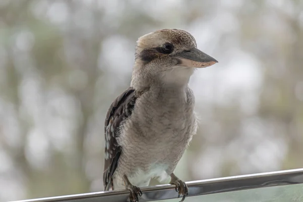 Австралийский Смех Kookaburra Хотели Заглянуть Гости Особенно Еда Вокруг — стоковое фото