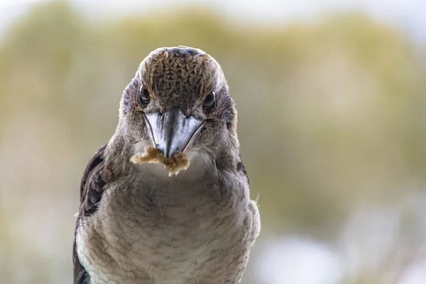 Australische Lachende Kookaburra Komt Graag Langs Vooral Als Eten — Stockfoto