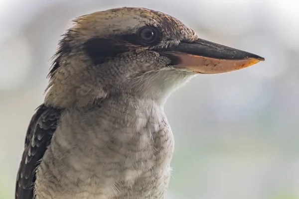 Австралийский Смех Kookaburra Хотели Заглянуть Гости Особенно Еда Вокруг — стоковое фото