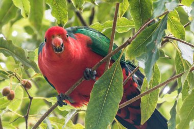 Jervis Bay, ACT, Avustralya 'daki Booderee Ulusal Parkı' ndaki Green Patch 'te ağaçta bulunan Kadın Kral Papağan..