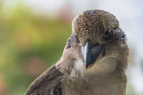 Australian Laughing Kookaburra Gusta Aparecer Para Una Visita Especialmente Cuando —  Fotos de Stock