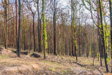 Yenilenme - Avustralya, NSW 'deki Güney Yakası yangınlarından iki ay sonra çalılık yeniden büyüme ve iyileşme belirtileri gösteriyor.